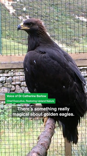 Golden eagles will finally be part of our skies again.We will work alongside partners and communities to bring back this iconic species.This government is committed to protecting and restoring our most threatened native wildlife and this is just the beginning.