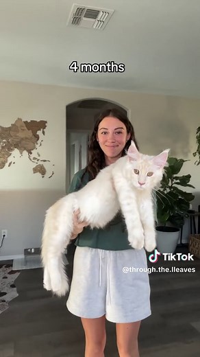 Incredible Growth Journey of a Maine Coon Cat!