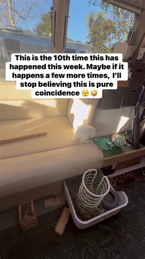 Pet talking buttons for a bunny? Why not. Thanks @FluentPet the bunny has spoken #BunnyAdventures #PetLife #fluentpet