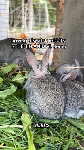 Cedar Hills Homestead on Instagram: "A PG13 step-by-step on how to dispatch a rabbit before butchering."