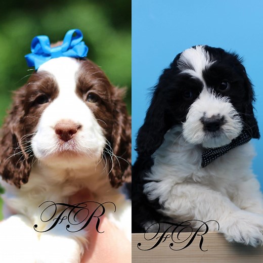 Family Raised Doodles