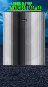 What animals you see on the image 95% fail eye test #eyetest | Page ni Han
