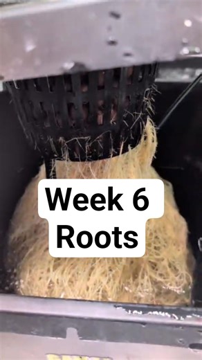 Hast du so etwas schon gesehen?! 😱 Monster-Wurzeln im DWC!