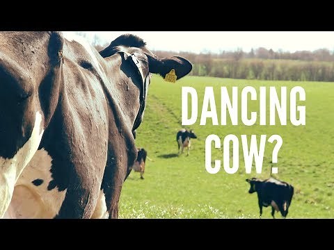 Denmark's Dancing Cows Day - Happy cows running and dancing (Nørager, Denmark)