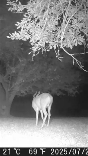 Just a pretty buck facing away from us