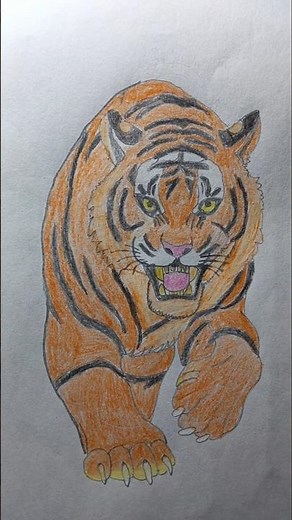 🐅 Roaring Tiger Drawing | Colored Pencil Art | Step by Step Wildlife Sketch #shorts #drawing