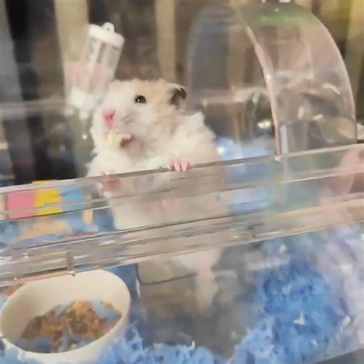 别同时用两只爪子，你的头都要转晕了