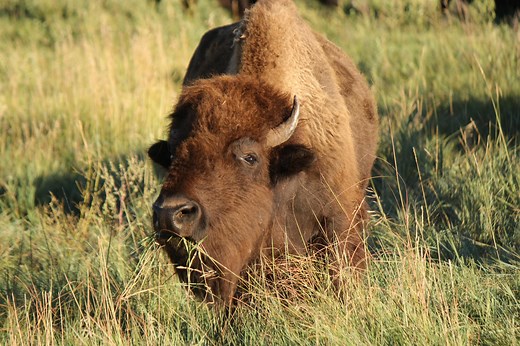 Buzon Screwjack Pedestals