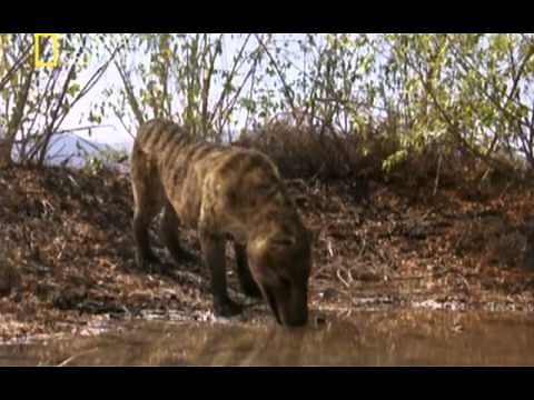 Depredadores prehistóricos (El cerdo asesino)