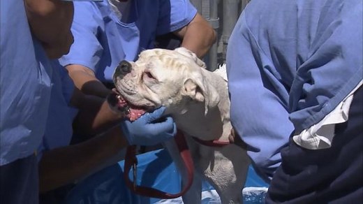 California State Prison Takes In Animals Threatened by Sand Fire
