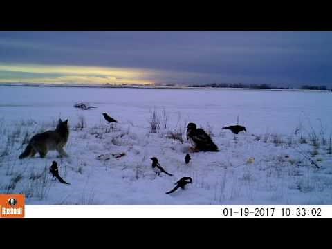 Coyote vs. Eagle Incredible Video!
