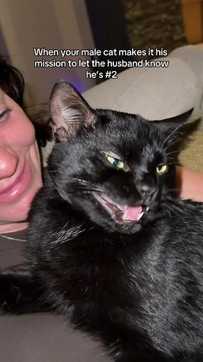 Understanding Male Cat Behavior Towards Family Dynamics