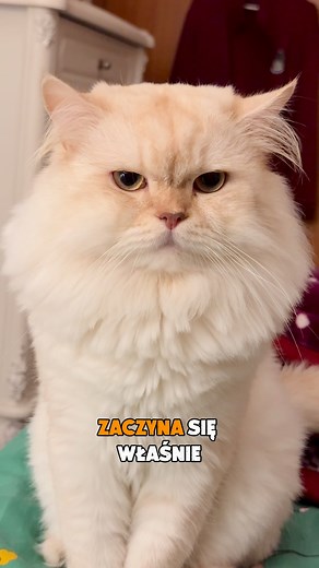 Miesiąc futrzastych promocji w Animal Island! 🎁 Co dla Ciebie mamy? Aż 15% RABATU na wybrane zestawy karmy! Aby skorzystać z tej super okazji, użyj kodu rabatowego na naszej stronie! 👉 KOD: BLACK15 Nie czekaj! Zadbaj o to, by zdrowe jedzenie nigdy się nie skończyło! https://www.animalisland.eu/collections/black-listopad | Animal Island EU
