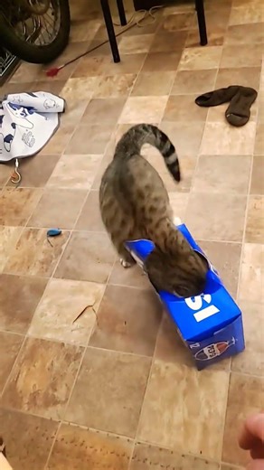 This took me like 5 times atleast to throw the mouse in the box u kept missing