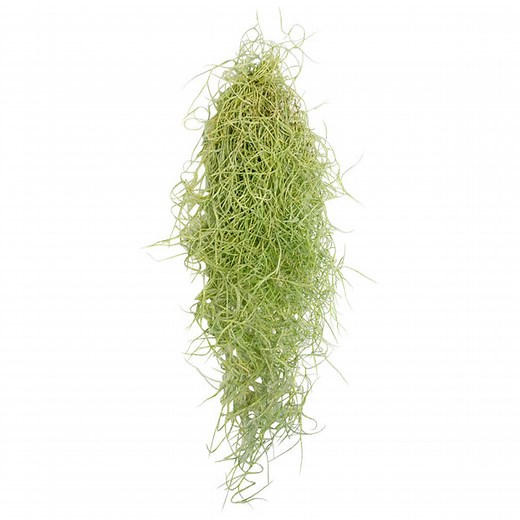 Collection of Common & Rare Air Plants for Sale, Plant Home Decor Ideas