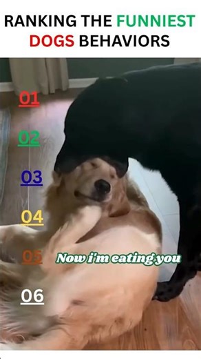 Dogs Doing The Craziest Things Caught On Camera