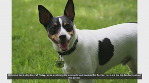 Top 10 Facts About Rat Terriers: Energetic and Lovable Companions