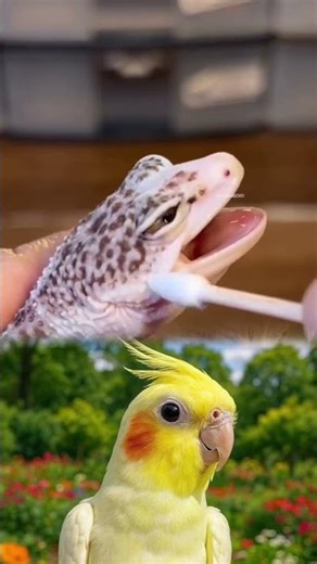 Gentle eye cleaning for this brave little lizard 🦎💚 Healing with care, one step at a time.