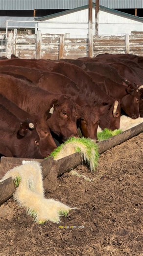 Grass Grown Without Soil?!#shorts #viralvideo