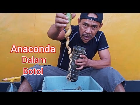 Adenium anaconda, bonsai, Rosa do deserto
