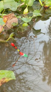 513K views · 3.1K reactions | Fish hunting philippines | Fishing Village | Facebook