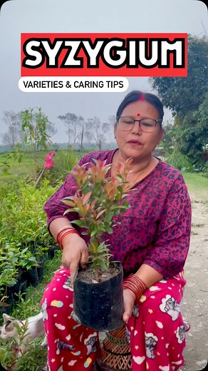 Pabitra Garden on Instagram: "SYZYGIUM CARE & TIPS: How to Grow a Healthy & Lush Plant! 🌿✨ Syzygium, commonly known as brush cherry or Australian cherry, is a hardy, evergreen plant perfect for hedges and ornamental gardening. Here’s how to keep it thriving! ☀️ Sunlight: Prefers full sun to partial shade 💦 Watering: Keep soil evenly moist but well-drained 🌱 Soil: Rich, well-draining soil with organic matter ✂️ Pruning: Trim regularly to maintain shape and encourage dense growth 🌡️ Temperatur