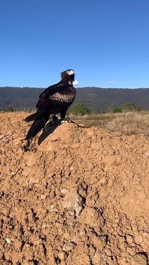 Well, it is a sunny Sunday afternoon! 🦅☀️ #Desthewedgetailedeagle #wedgetailedeagle #eagles #oreillysrainforestretreat #goldcoast #scenicrim #visitqueensland #destinationqueensland #visitscenicrim #canungravalleyvineyards #australianbirdsofprey #australianraptors #oreillysbirdofpreyshow | Des the Wedge-tailed Eagle