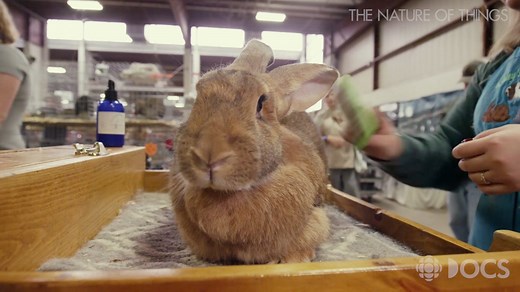 "It's an escape from the real world." Start your day with a trip to North America's biggest rabbit show. Watch 'Remarkable Rabbits' on CBC Gem: http://bit.ly/remarkablerabbitsCBC | CBC Docs