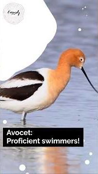 Avocet: Expert in swimming!