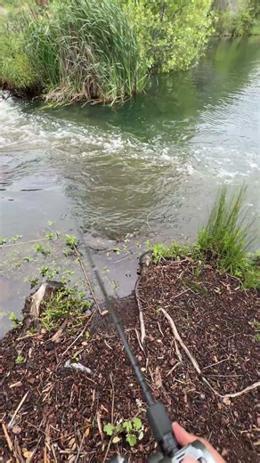 Swimbaiting is Easyyy. 9in Swimbait btw.. #fyp #swimbaitunderground #sbu #bassfishing #fishing #c2c