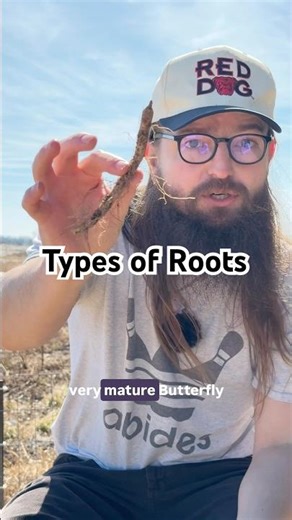 Types of Roots 🤗 #nativeplants