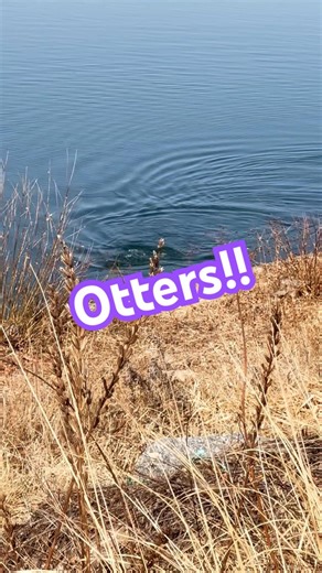 #otters #wildlife #lake #frozenlake #daegu #coldoutside #wildanimals