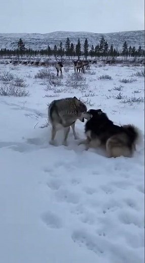 The reindeer herder that became the perfect family dog #FinnishLapphund #WorkingDogs