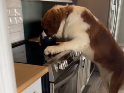 Dog mom finds her furry friend eating out of the pot