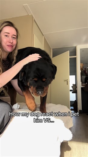 Comparing Dog Reactions to Petting