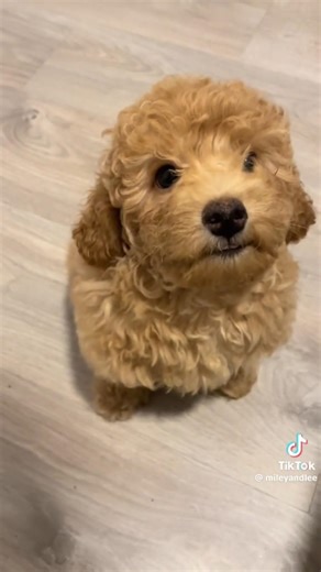 #dog#dúo#dothingsyoudontwanttodo#dance#duet#furry#funny#foryou#freefire#love#like#perros#perritos#fy