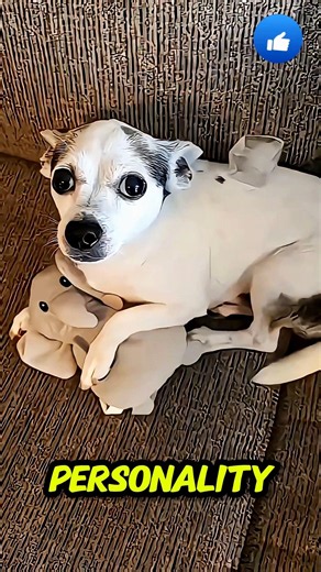 Ice Revealed Every Dogs Personality 😂🐶