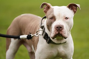 Locals' views on XL bully dogs ban