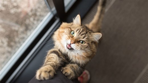 Cats meow more at men to get their attention, study suggests
