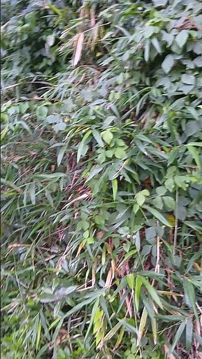 熊よけ鈴の音色と目覚まし時計の合併音を届ける