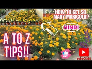 Marigold Gardening Tips: How to Grow an Abundance of Marigolds