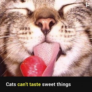 1.9M views · 27K shares | Here are 13 bizarre and random facts. From our friends at Interesting S-Word. | Curiosity | Facebook