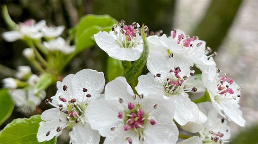 What is that pretty, smelly, and invasive tree found all over NJ?
