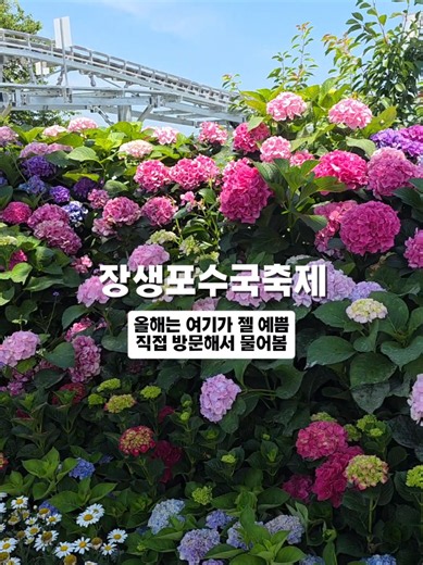 장생포수국축제 올해는 여기가 젤 예쁨. 직접 방문해서 스탭분께 물어봄. 오색 수국 정원 일부 통제 입장 불가. 고래광장수국정원,고래조각정원에 포토존 많아요! 6월 18일 기준 수국 개화율 60% ✅️2026년 6월 19~28일까지 ✅️운영시간:9시~20시 ✅️한시적 입장료 무료(옛마을 제외) ✅️개막식 6월 19일 19시 30분~ (불꽃쇼/멀티미디어쇼/가수 정동하) ✅️불꽃쇼 축제기간 토요일 20시 10분 5분간 🚌셔틀버스 주말 10~16시 운행 태화강역-고래박물관 왕복 🚗주차장 고래문화특구,고래박물관 부설,서편 주차장 (올해는 동편 주차장 주차 불가) #장생포수국#장생포수국축제#수국축제#장생포고래문화마을#울산수국