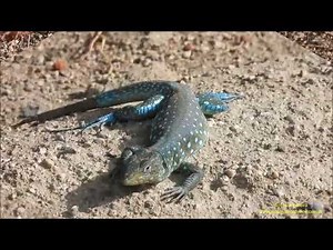 Blue lizard of Aruba (Cnemidophorus arubensis) Aruba by Antonio Silveira.
