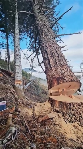 We Love You Hikers ❤️ on Instagram: "🌲 Why Trees Are Cut — The Hidden Science Behind Forest Protection We tend to believe that cutting trees destroys nature. But in forest science, it’s the opposite. Sometimes, cutting a tree… saves an entire forest. The people who do this work are called arborists or forestry technicians — the surgeons of the wild. They don’t destroy trees , they diagnose them. Their job is to identify trees that are sick, dying, or too dense, and remove them before they colla