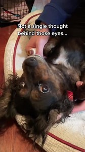 Rumble Dogs on Reels