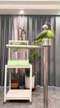 Watch Huanhuan the Parrot Sing in Dabai Style! Parrot AmazonParrot SingingBird