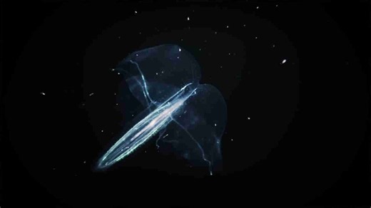Scientists say aliens look nothing like humans – and that’s the problem