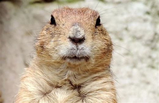 See them here: Groundhog Day 2021 results - The Weather Network